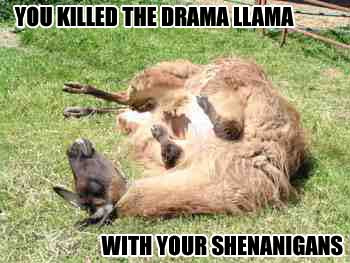 dead-llama.jpg